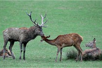 SteCroix 16-09-26 1944   Photos ACG 2016