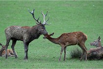 SteCroix 16-09-26 1945   Photos ACG 2016