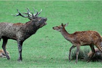 SteCroix 16-09-26 1946   Photos ACG 2016