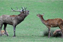 SteCroix 16-09-26 1947   Photos ACG 2016