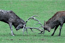 SteCroix 16-09-26 1948   Photos ACG 2016