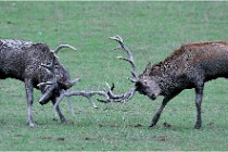 SteCroix 16-09-26 1950   Photos ACG 2016