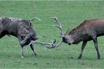 SteCroix 16-09-26 1951   Photos ACG 2016