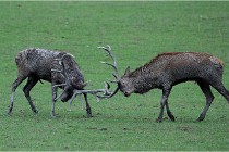 SteCroix 16-09-26 1952   Photos ACG 2016