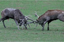 SteCroix 16-09-26 1953   Photos ACG 2016