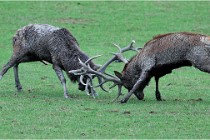 SteCroix 16-09-26 1954   Photos ACG 2016