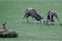 SteCroix 16-09-26 1955   Photos ACG 2016