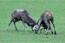 SteCroix 16-09-26 1956   Photos ACG 2016