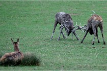 SteCroix 16-09-26 1957   Photos ACG 2016