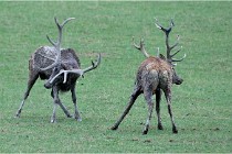 SteCroix 16-09-26 1958   Photos ACG 2016