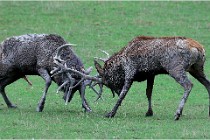 SteCroix 16-09-26 1959   Photos ACG 2016