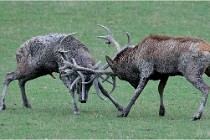 SteCroix 16-09-26 1960   Photos ACG 2016