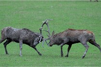 SteCroix 16-09-26 1961   Photos ACG 2016