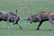 SteCroix 16-09-26 1962   Photos ACG 2016