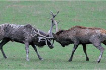 SteCroix 16-09-26 1963   Photos ACG 2016