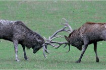 SteCroix 16-09-26 1964   Photos ACG 2016