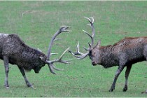 SteCroix 16-09-26 1965   Photos ACG 2016