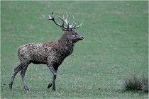 SteCroix 16-09-26 1966   Photos ACG 2016