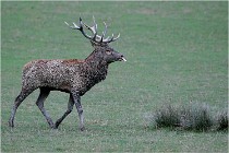 SteCroix 16-09-26 1967   Photos ACG 2016