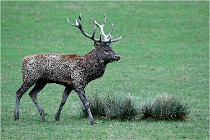 SteCroix 16-09-26 1968   Photos ACG 2016