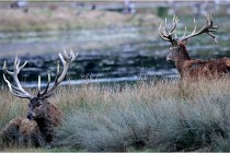 SteCroix 16-09-26 1999   Photos ACG 2016