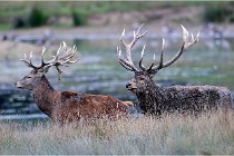 SteCroix 16-09-26 2017   Photos ACG 2016