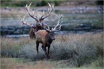 SteCroix 16-09-26 2026   Photos ACG 2016