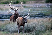 SteCroix 16-09-26 2027   Photos ACG 2016