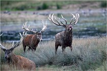 SteCroix 16-09-26 2033   Photos ACG 2016