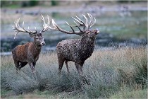 SteCroix 16-09-26 2034   Photos ACG 2016