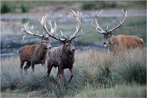 SteCroix 16-09-26 2036   Photos ACG 2016