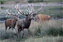 SteCroix 16-09-26 2037   Photos ACG 2016