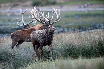 SteCroix 16-09-26 2039   Photos ACG 2016