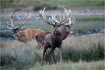 SteCroix 16-09-26 2041   Photos ACG 2016