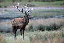 SteCroix 16-09-26 2049   Photos ACG 2016