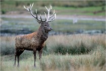 SteCroix 16-09-26 2061   Photos ACG 2016