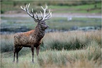 SteCroix 16-09-26 2063   Photos ACG 2016