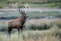 SteCroix 16-09-26 2066   Photos ACG 2016