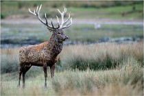 SteCroix 16-09-26 2067   Photos ACG 2016