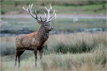 SteCroix 16-09-26 2068   Photos ACG 2016