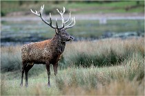 SteCroix 16-09-26 2073   Photos ACG 2016