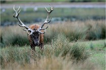 SteCroix 16-09-26 2079   Photos ACG 2016