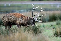 SteCroix 16-09-26 2081   Photos ACG 2016