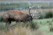 SteCroix 16-09-26 2082   Photos ACG 2016