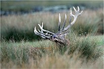 SteCroix 16-09-26 2085   Photos ACG 2016