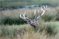 SteCroix 16-09-26 2086   Photos ACG 2016