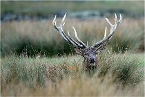 SteCroix 16-09-26 2092   Photos ACG 2016