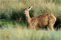 SteCroix 16-09-26 2129   Photos ACG 2016