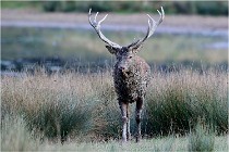 SteCroix 16-09-26 2145   Photos ACG 2016