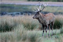 SteCroix 16-09-26 2153   Photos ACG 2016